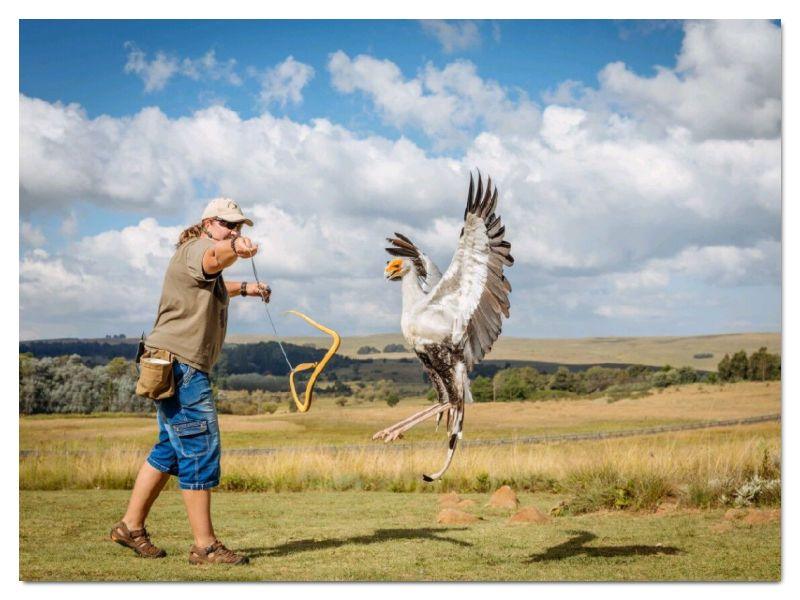 Outdoor (7) birds of prey in Dullstroom